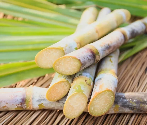 Complementação nutricional e manejo preventivo favorece produtividade da cana-de-açúcar em São Paulo
